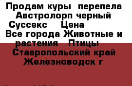 Продам куры, перепела. Австролорп черный. Суссекс. › Цена ­ 1 500 - Все города Животные и растения » Птицы   . Ставропольский край,Железноводск г.